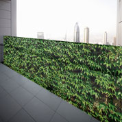 Poster Boston Ivy